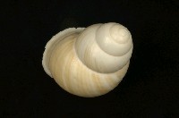 藏品(扁蝸牛)的圖片